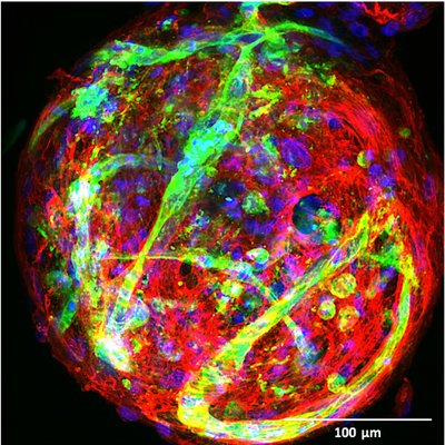 Profile Picture of Eduardo Silva's Lab (@silvalabUCDavis) on Twitter