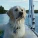 Profile Picture of Phyllis Osbon-Ottenjan (@dogdays10) on Pinterest