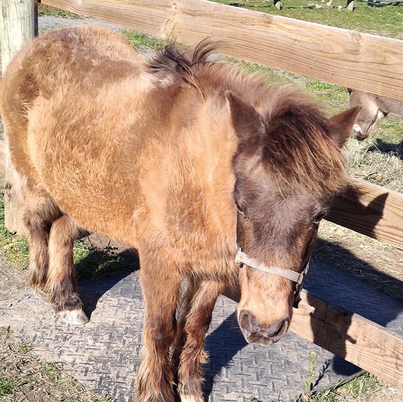 Profile Picture of Chris Leverette (@cleverette02) on Poshmark