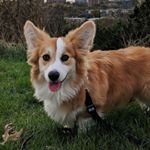 Profile Picture of Howard Lovell (@howardthefluffycorgi) on Instagram