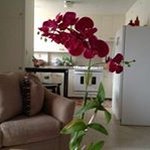 Iris Kaneshiro - Instagram Profile Picture of Iris Kaneshiro (@kaneshiroiris) on Instagram