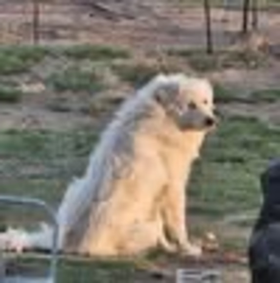 Profile Picture of Lisa Brisendine (@lisabrisendine) on Poshmark