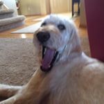 Profile Picture of baileypaulson_puppy (@baileypaulson_puppy) on Instagram