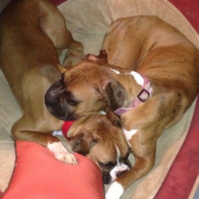 Profile Picture of Brandon McIntyre (@bmcintyre45) on Twitter