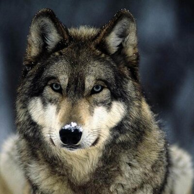 Profile Picture of Brian Banner (@@BannerBb) on Twitter