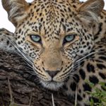 Profile Picture of Suzanne Perrett (@suzyqqq88) on Instagram