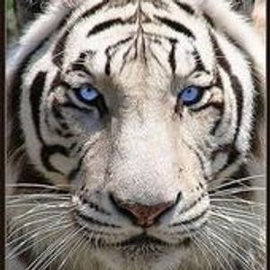 Profile Picture of Dennis Whitney (@foolish_heart_103) on Myspace