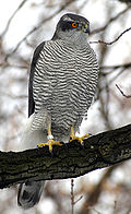 Profile Picture of Hawk - Wikipediaon Wikipedia