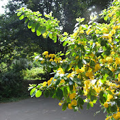 Profile Picture of Dennis O'Keeffe - Music And Art (@DennisOKeeffeMusicandart) on Youtube