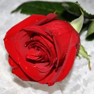 Profile Picture of paradisedemon (@paradisedemon7) on Tiktok