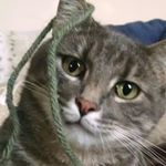 Profile Picture of N a t h a n   K i n c a i d (@kincaid_loves_cats) on Instagram