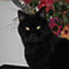 Profile Picture of Debbie Shepard (@dshepard1) on Flickr
