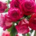 Profile Picture of Aleye Selim Aleye (@alyaa.saleem.52) on Facebook