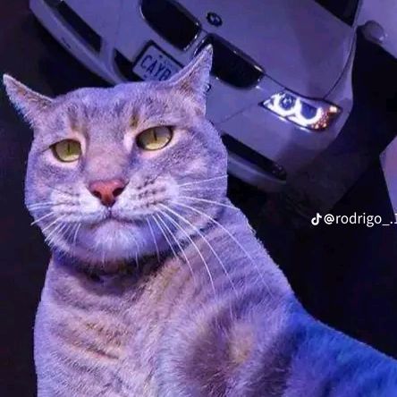 Profile Picture of Carlos Short (@1killer1kill) on Tiktok