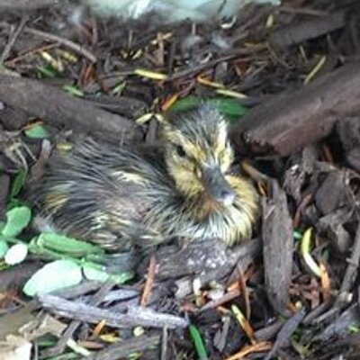 Profile Picture of Thomas Antonopoulos (@ThomasAntonop) on Twitter