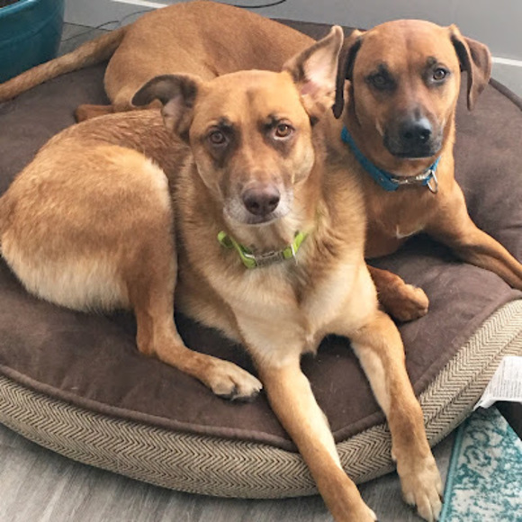 Profile Picture of Carrie Ryman (@carrieryman) on Poshmark