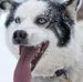 Profile Picture of Chien de Traineau (@herbert.detraineau) on Facebook