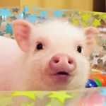 Profile Picture of Gus & Kelly Stich (@handsome_piggy_gus) on Instagram