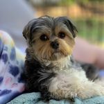 Profile Picture of Finley Alexander Posey (@ferociousfinleyp) on Instagram