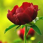 Profile Picture of Akosua Agyapomaa Walker (@akosuaagyapomaawalker) on Instagram