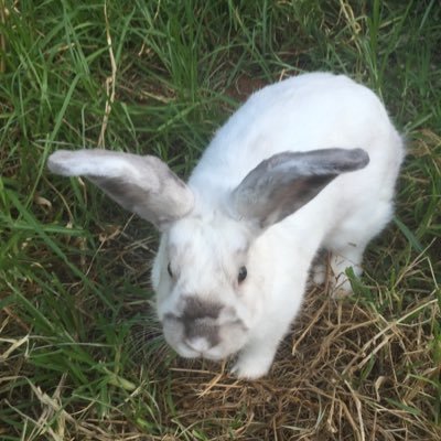 Profile Picture of Mandy Hogan (@MD_natsukashii) on Twitter