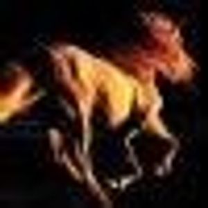 Profile Picture of Adel Sami (@184920343) on Myspace