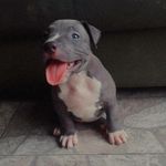 Profile Picture of Mopsy Alberta_ Holly Alberta (@mopsy_holly_americanbully) on Instagram