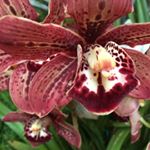 Cheryl Farney - Instagram Profile Picture of Cheryl Farney (@per5ephone415) on Instagram