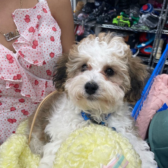 Profile Picture of Daniela Lamar (@lamardaniela) on Poshmark