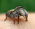 Profile Picture of Evarchaon Wikipedia