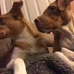Profile Picture of Amanda Lynn (@rustyandbailey) on Instagram