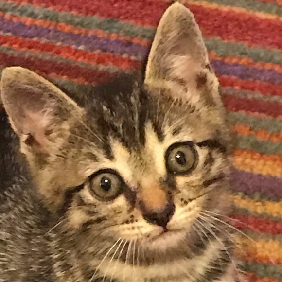 Profile Picture of Jj Westby (@giftz4you) on Poshmark