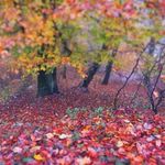 Profile Picture of Shida Moghaddas (@shidamoghaddas) on Instagram