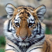 Profile Picture of Nikki Newton (@LuvN2BThin) on Youtube