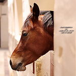 Profile Picture of %u062E%u0627%u0644%u062F  %u0627%u0644%u0639%u062C%u0645%u064A (@Khalid Al Ajmi) on Flickr