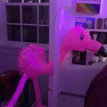 Profile Picture of Eli (@eli.diersing) on Instagram