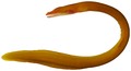 Profile Picture of Monopenchelyson Wikipedia