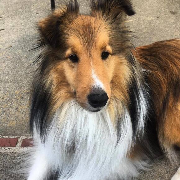 Profile Picture of Alexandra Froehlich (@alexandra122885) on Poshmark