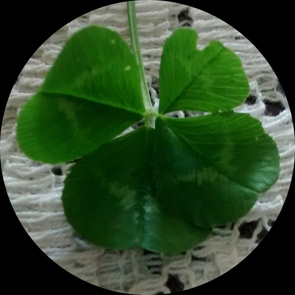 Profile Picture of Jeanne Strole (@jeanne201) on Poshmark