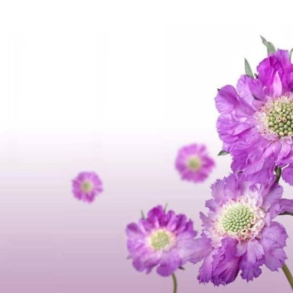 Profile Picture of Lemya Oukaci (@lemyaoukaci) on Poshmark