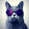 Profile Picture of Daniel Chow (@@30534667473) on Tiktok