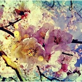 Profile Picture of Whitney Stuart (@whitsky) on Pinterest