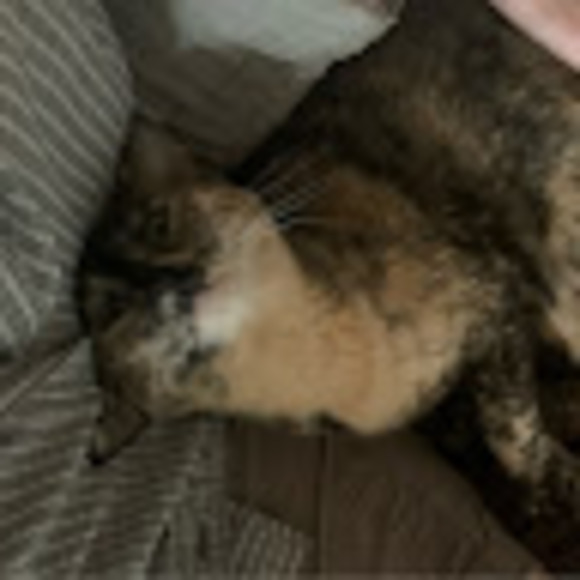 Profile Picture of Zoe Rundquist (@zoiest) on Poshmark