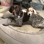 Profile Picture of Fritz&Bella (@fritzbella_pointers) on Instagram