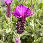 Profile Picture of Fiona Moore (@fifi2308) on Flickr