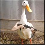 Profile Picture of Joey 👹 (@joeyregan) on Instagram