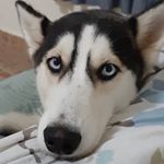 Profile Picture of HUSKY GRACE KELLY 🐺👑 (@huskygracekelly) on Instagram