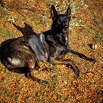 Profile Picture of Bob Burden (@bobburden) on Instagram