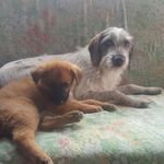 Profile Picture of Zoe & Gibbs (@zoe_and_gibbs) on Instagram