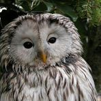 Profile Picture of Lydia Boisson (@lydia.boisson.3) on Facebook